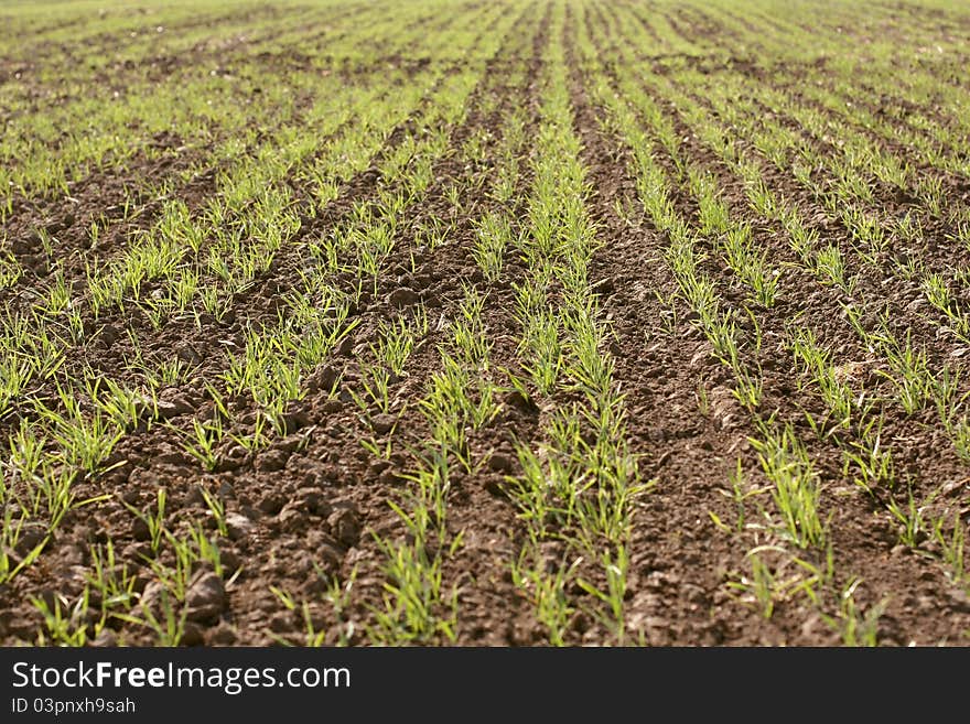 Wheat field