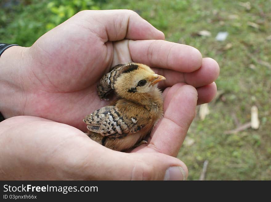 Chicken in hands