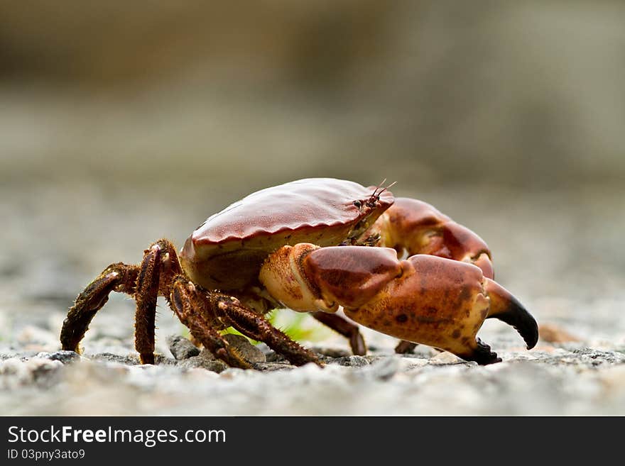 Crab on the beach in Norway