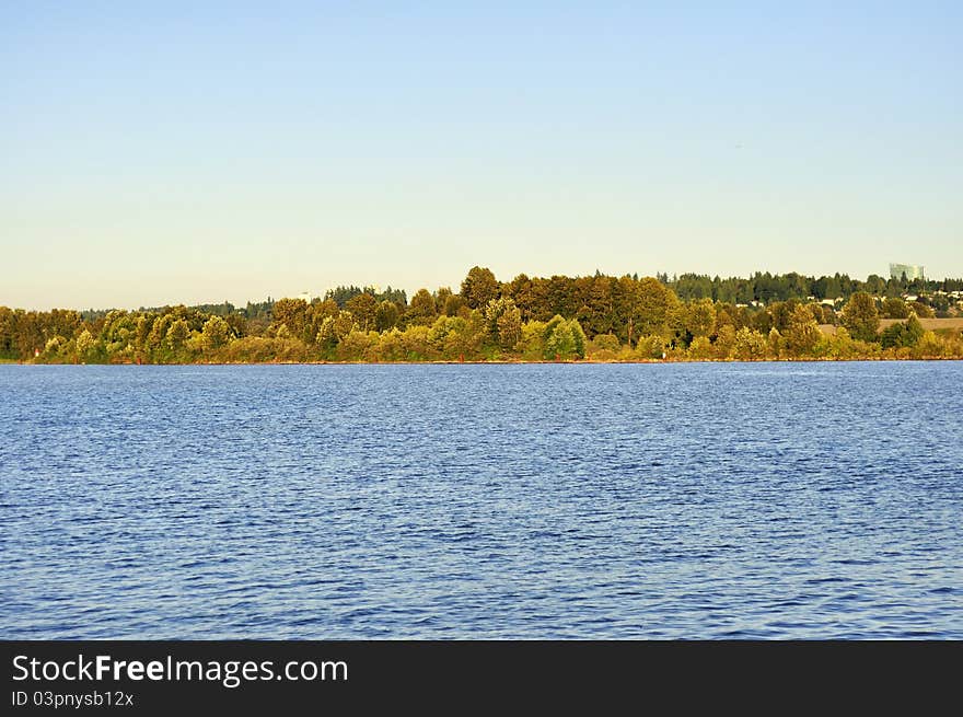 Trees by the river