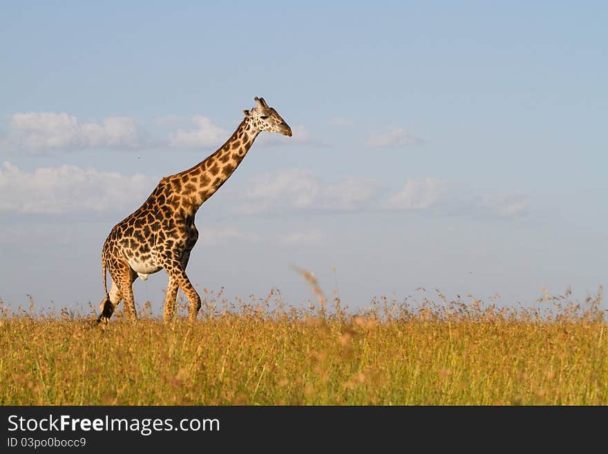 A lone giraffe bull walking through the grass. A lone giraffe bull walking through the grass