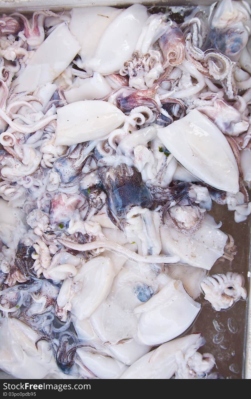 White squid from the sea