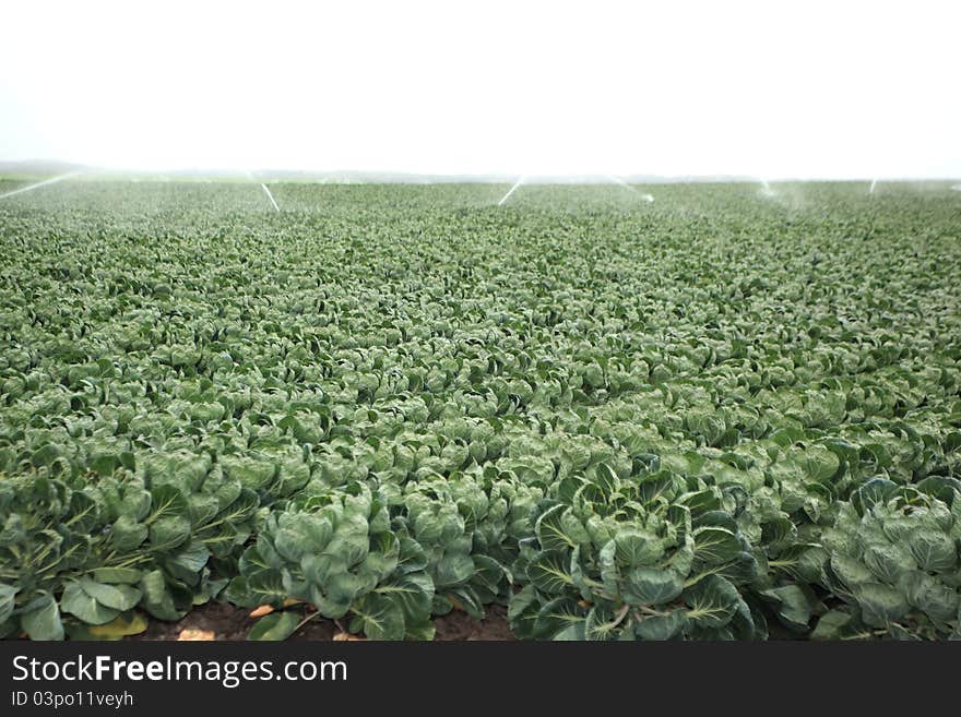 Crops Irrigation