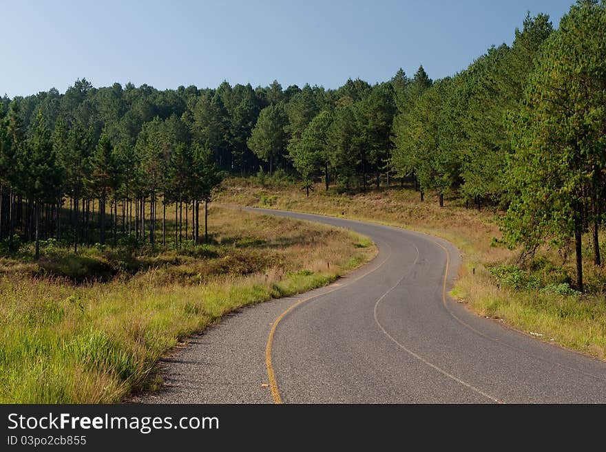 A tarmac road winding through a green pine forest. A tarmac road winding through a green pine forest