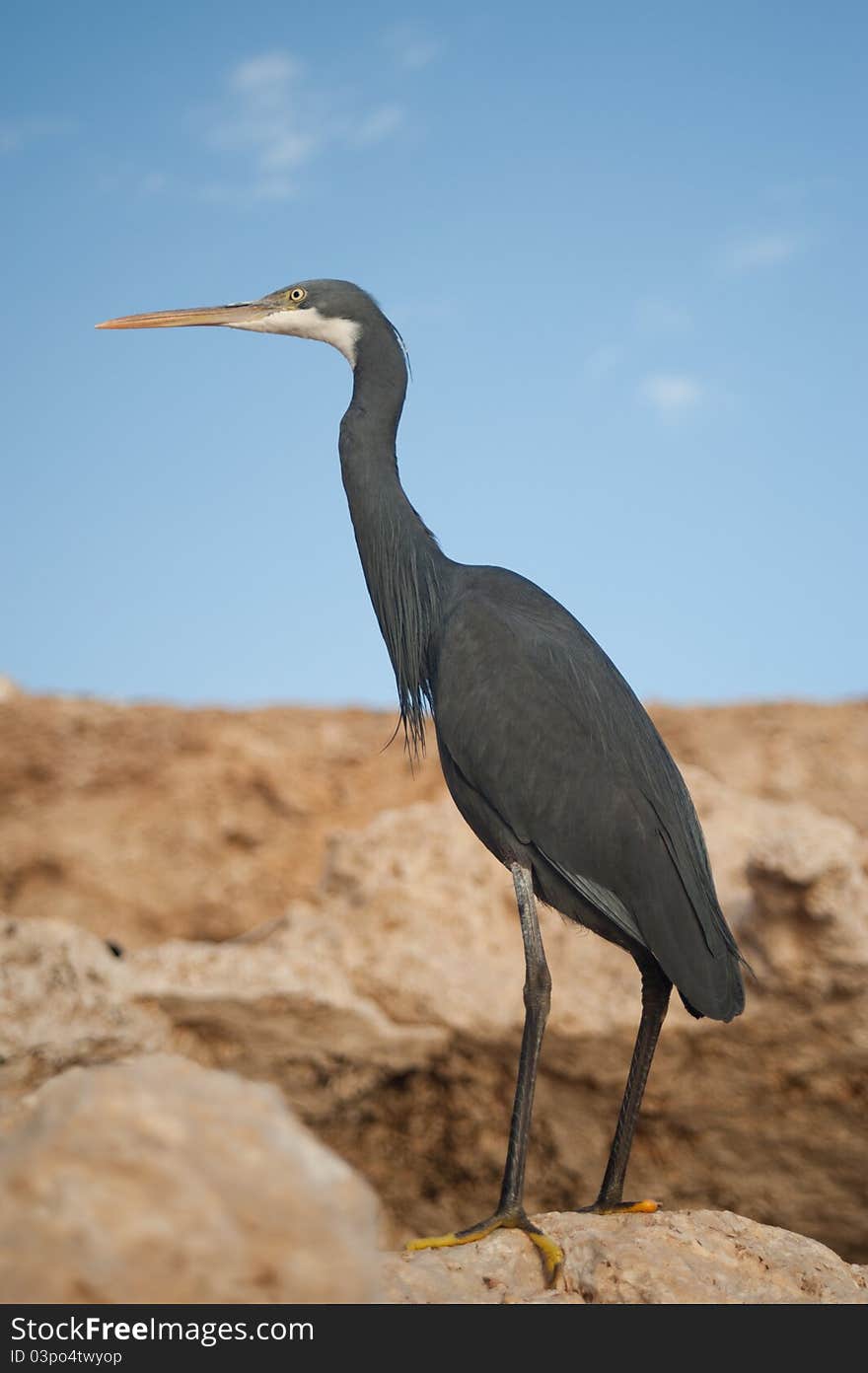 Image of dark heron on the stones in egypt. Image of dark heron on the stones in egypt