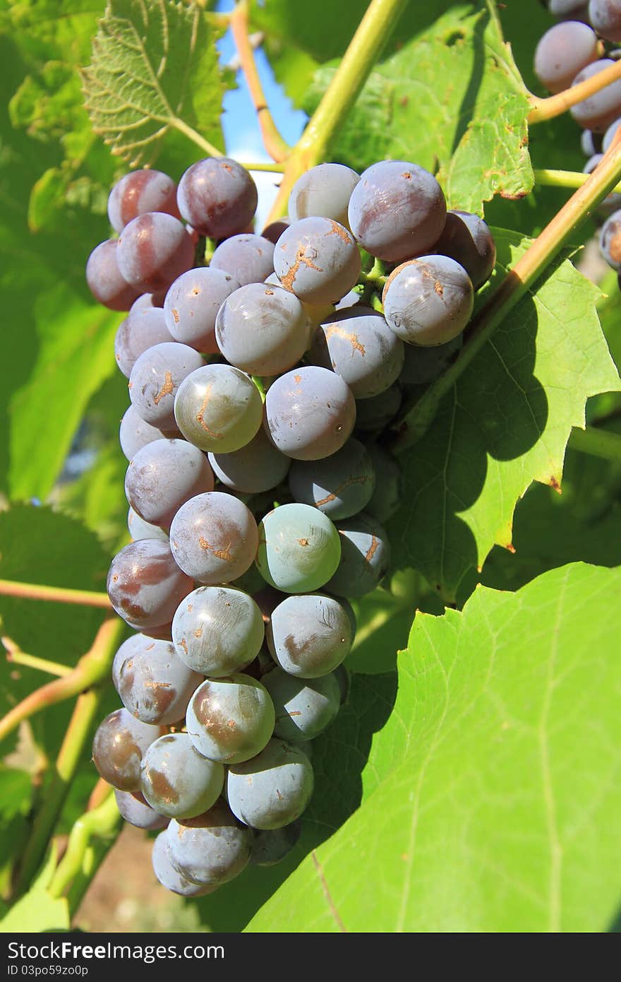 Cluster of grapes against grape leaves. Cluster of grapes against grape leaves