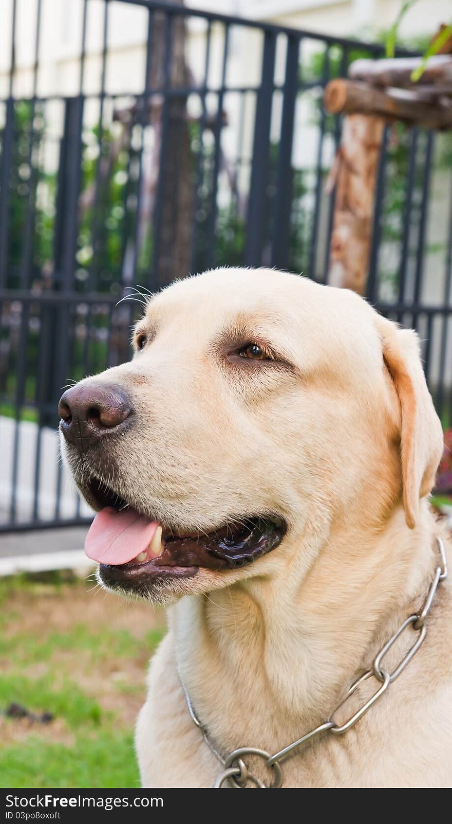 Labrador retriever