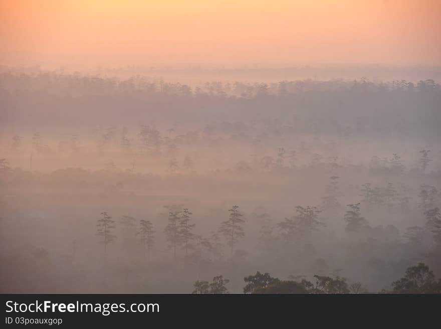 Tropical rain forest in the winter