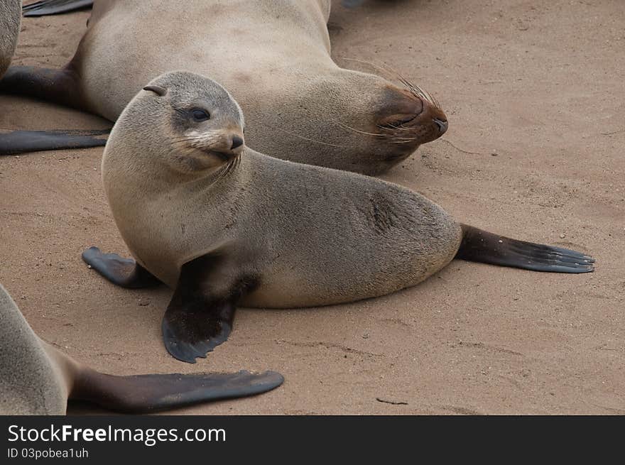 Sea Lion