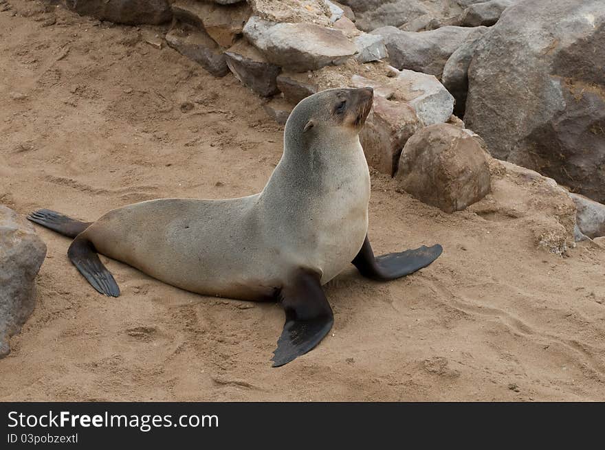 Sea Lion