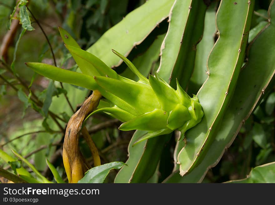 Green dragon fruit bud