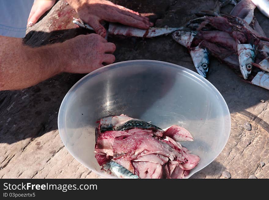 A fisherman preparing a catch of mackerel on the rocks of the coast of ireland. A fisherman preparing a catch of mackerel on the rocks of the coast of ireland