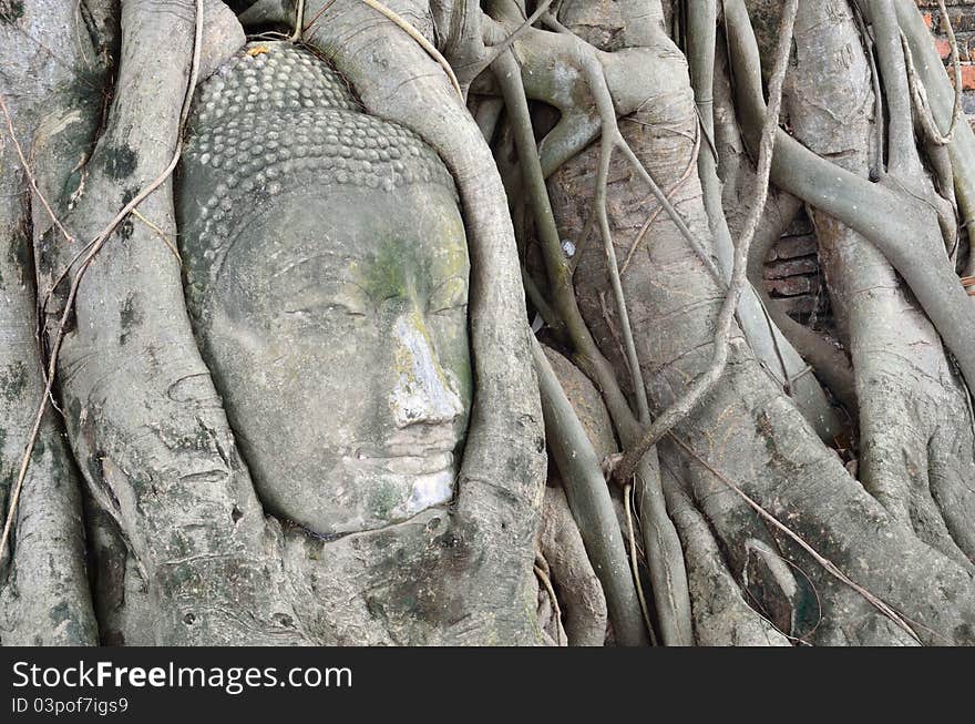 The root system of a tree have completely enveloped a statue of the Buddha in Ayutthaya. The root system of a tree have completely enveloped a statue of the Buddha in Ayutthaya