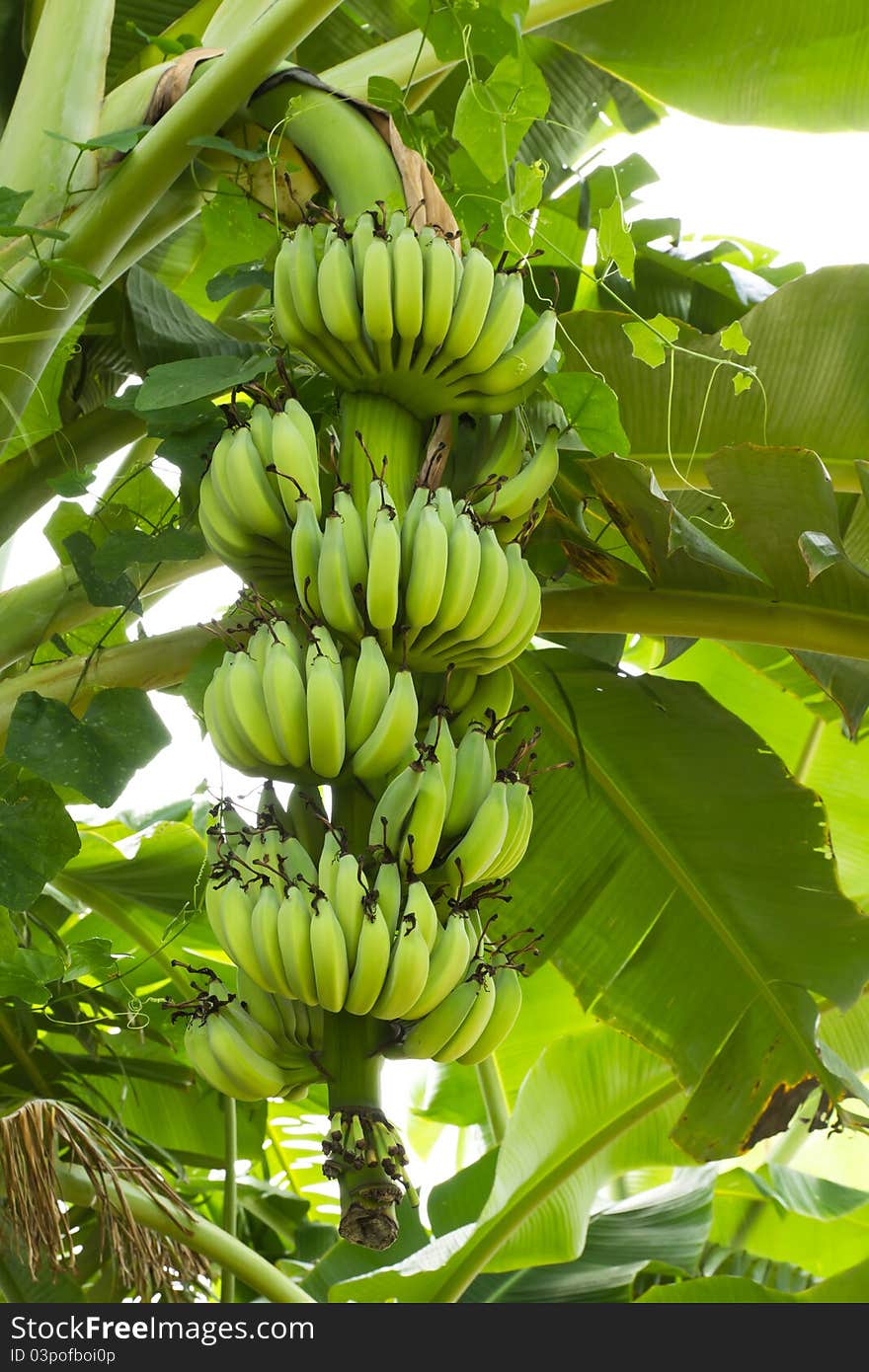 Green banana hanging on brunch banana tree