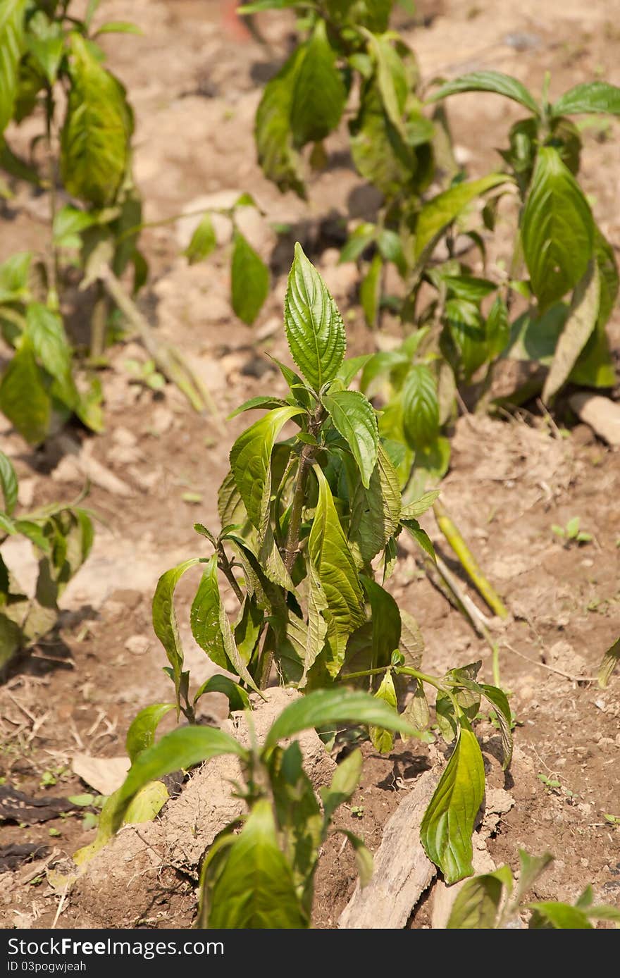 Indigo Plant