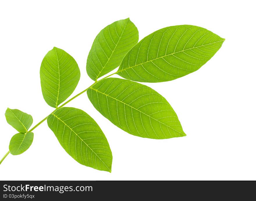 Green leaves isolated on white background