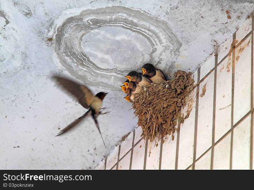 Little Swallow Waiting For Feeding