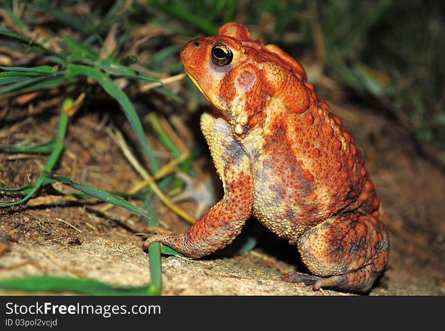 Dwarf American Toad is 6 cm long and feeds on spiders,worms and other insects. It has reddish color with darkers reds on wart areas of its body.