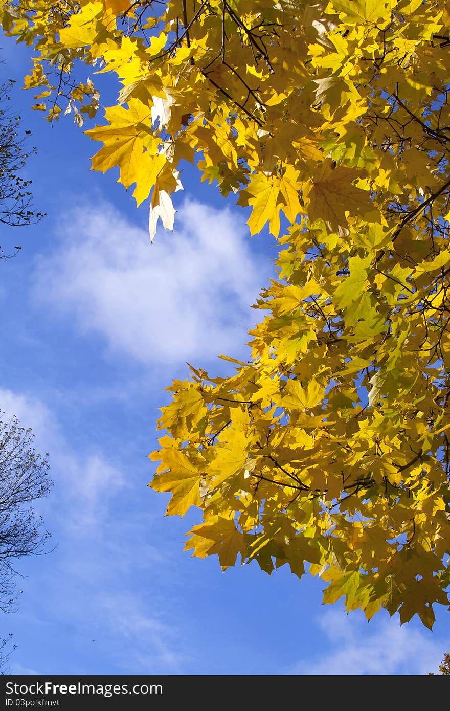 Autumn yellow leaves against the blue sky