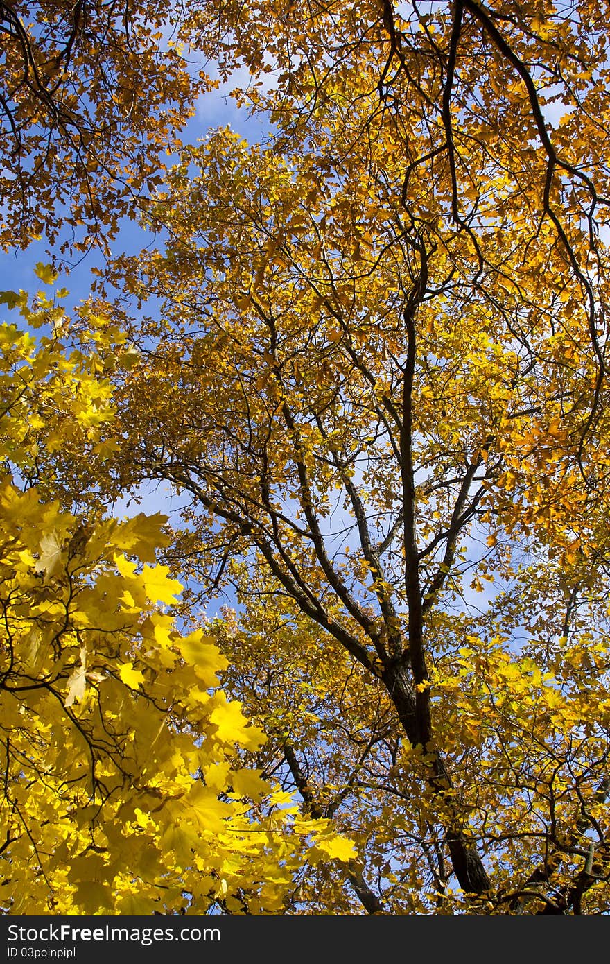 Autumn yellow leaves against the blue sky