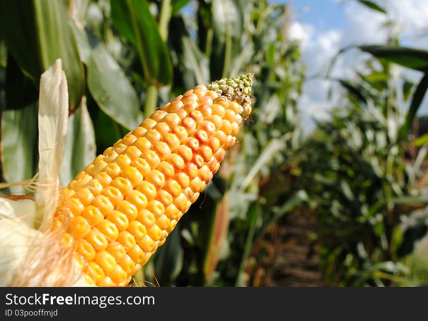 Yellow Piece Of Corn