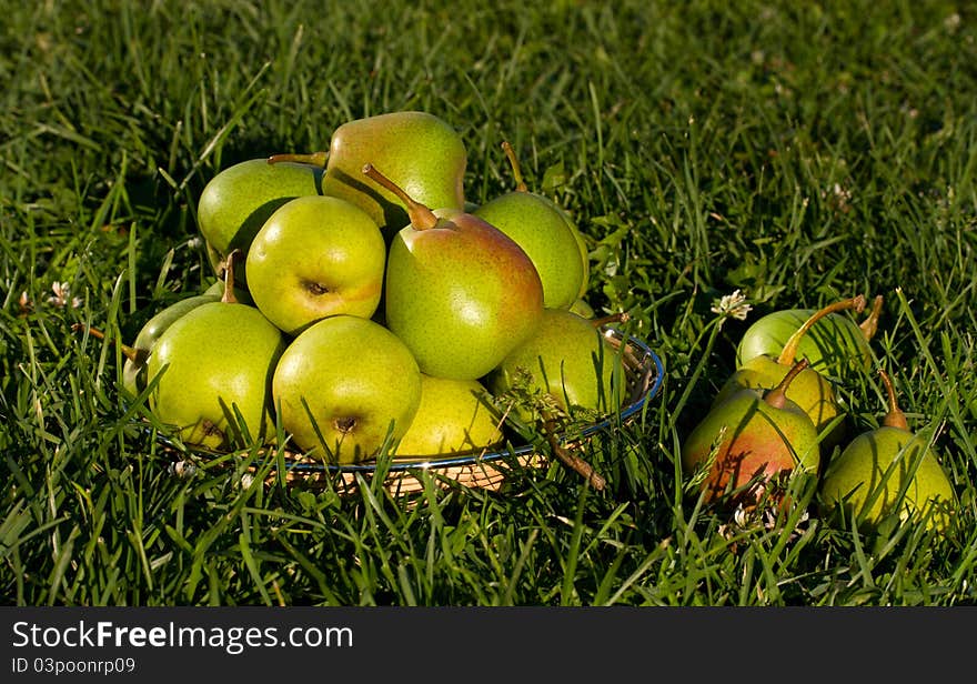 A basket of pears on the grass