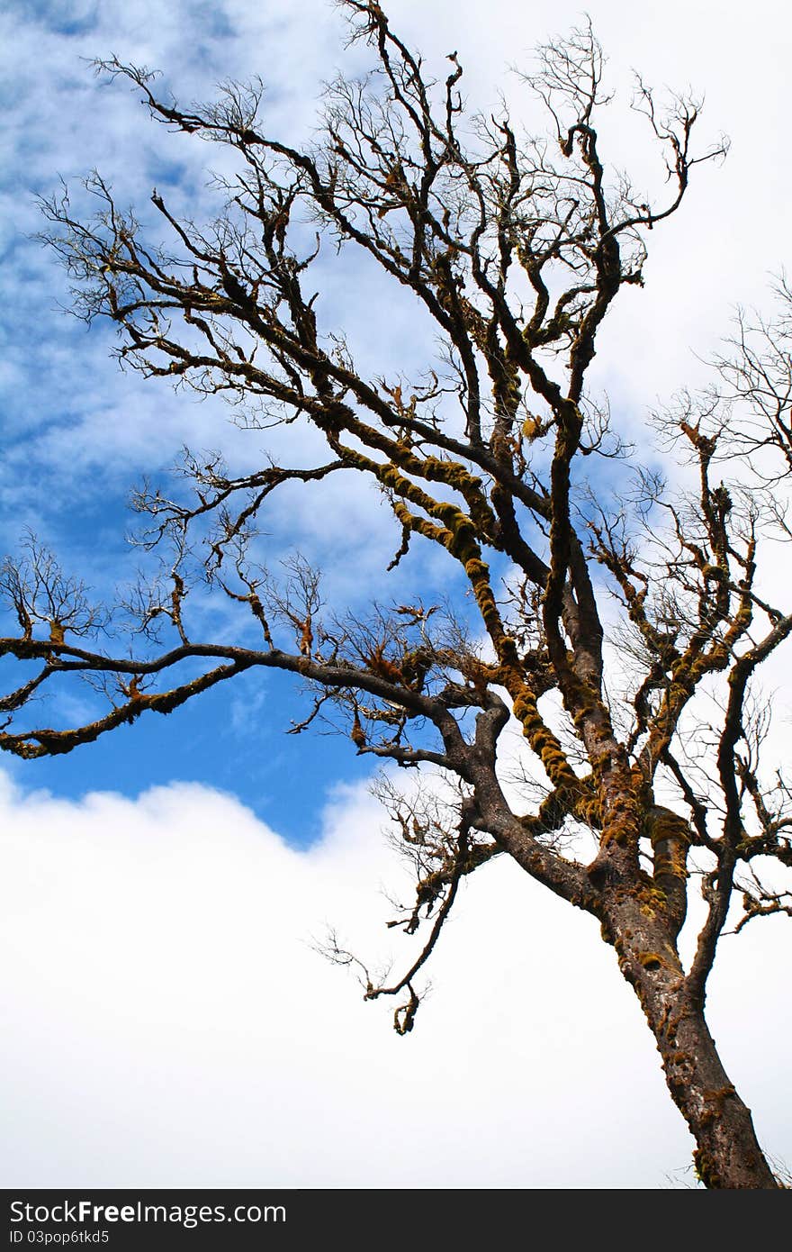 Tree to sky.In the winter season.Thailand. Tree to sky.In the winter season.Thailand