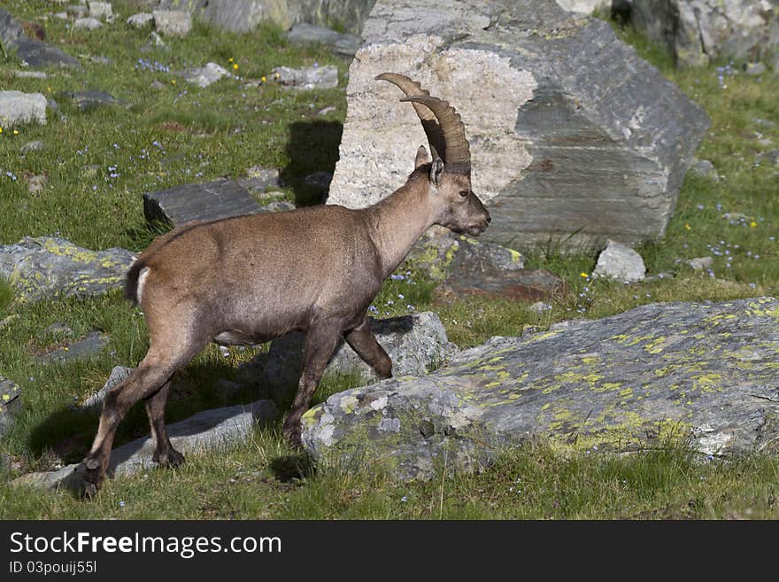 Portrait Of Young Ibex In The Alps