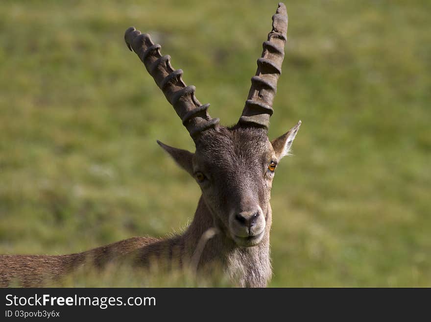 Portrait of young ibex in the Alps