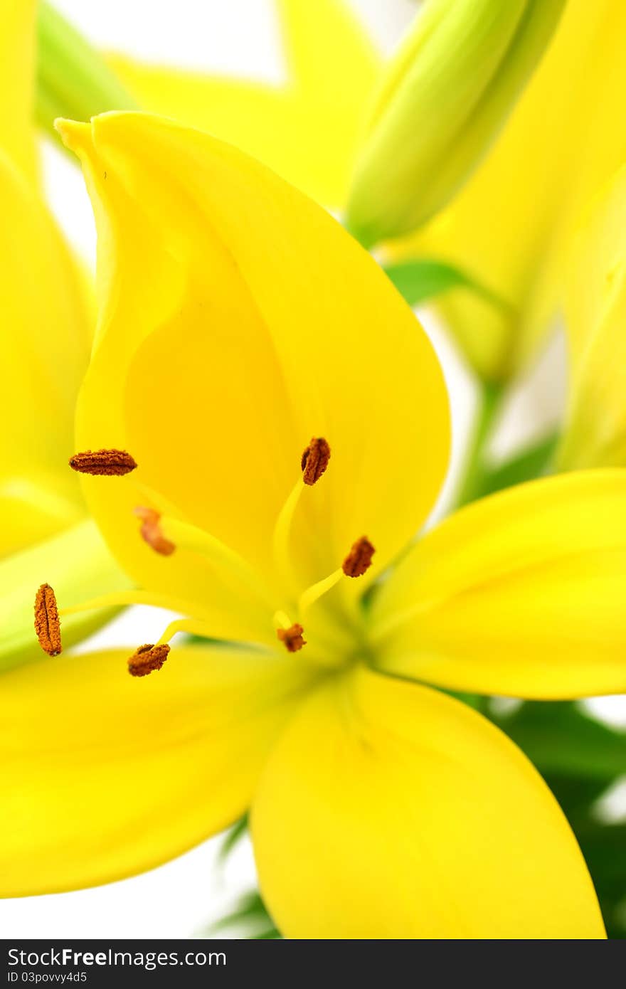 Beautiful yellow lily on white - flowers background