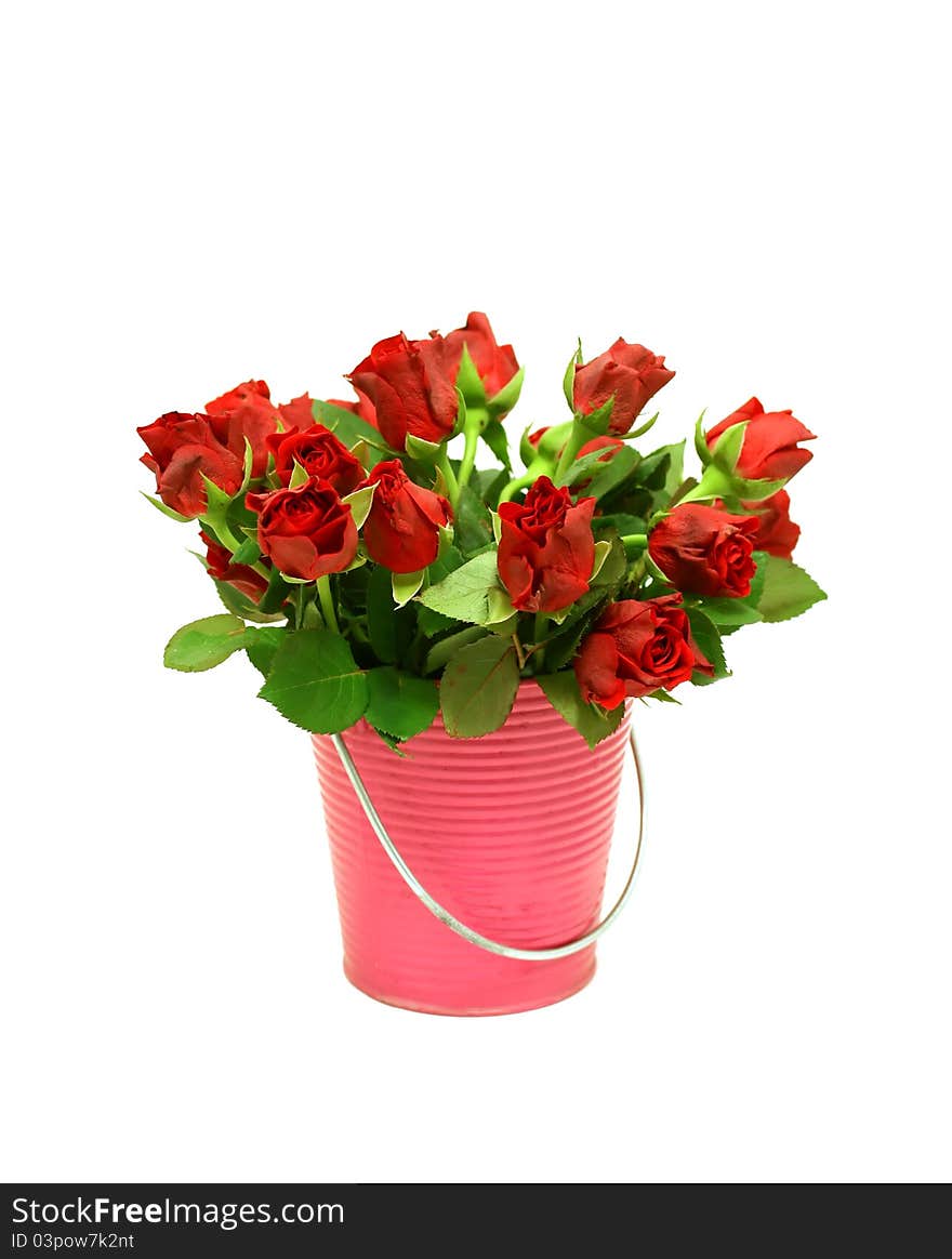 Red roses in metal bucket on white