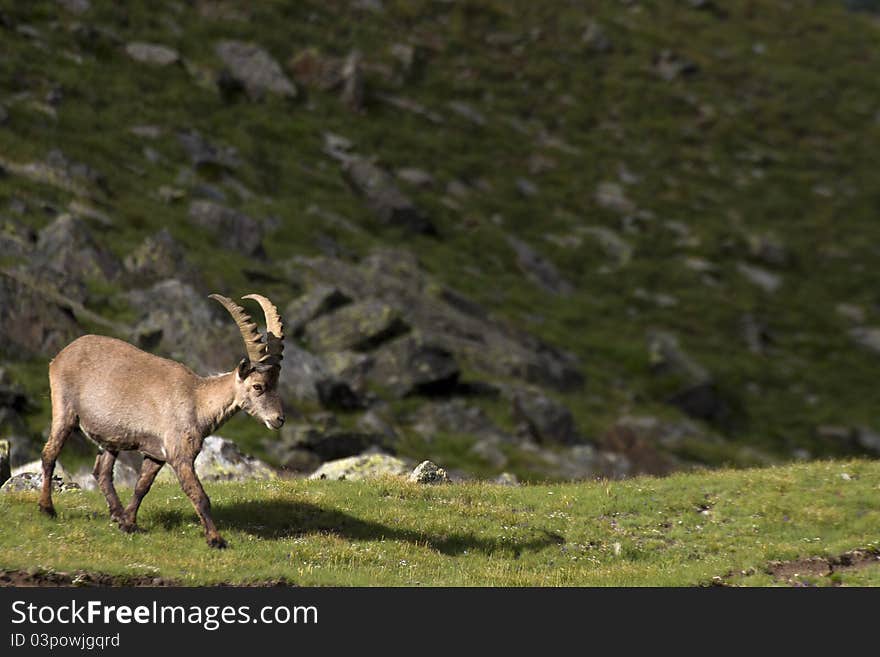 Young male ibex in Gran Paradiso Park. Young male ibex in Gran Paradiso Park