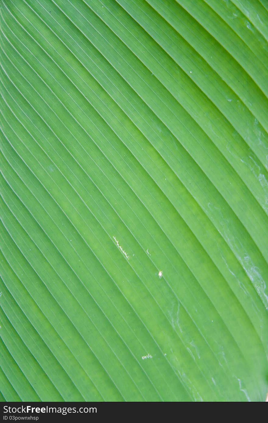 Patterns for various types of leaves.