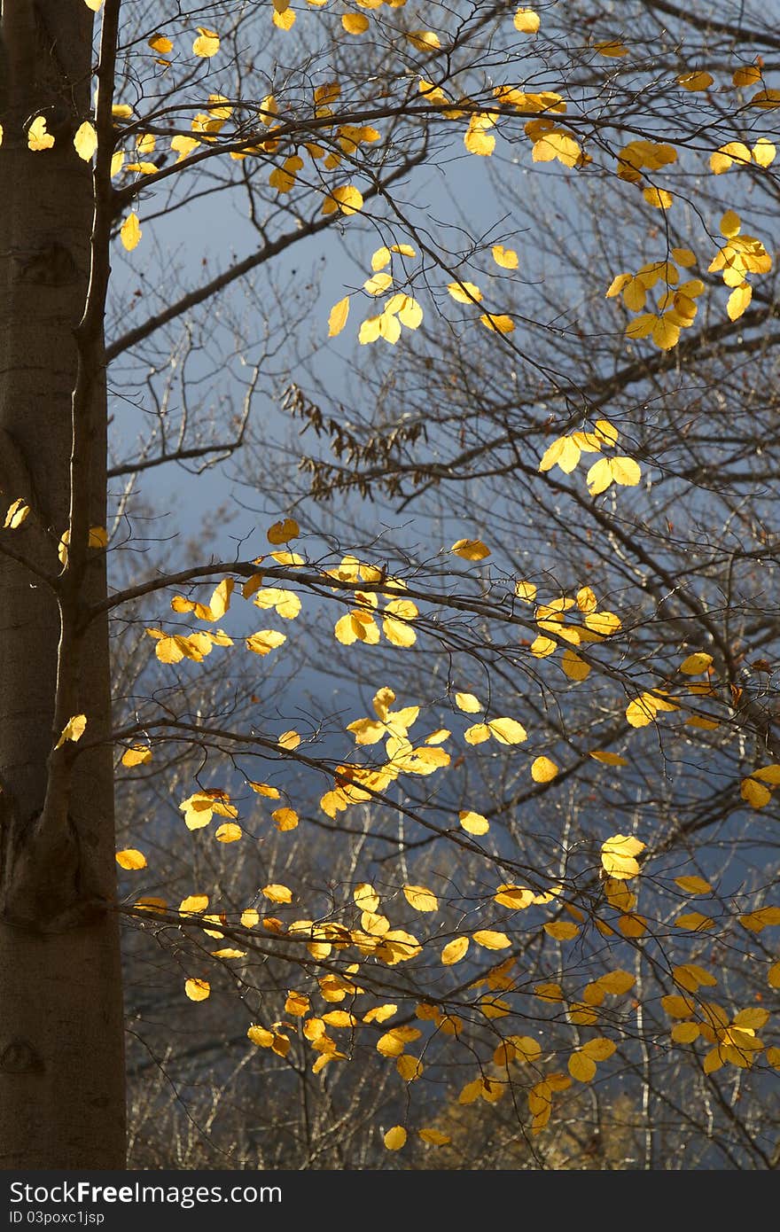 Trees in autumn in the park. Trees in autumn in the park