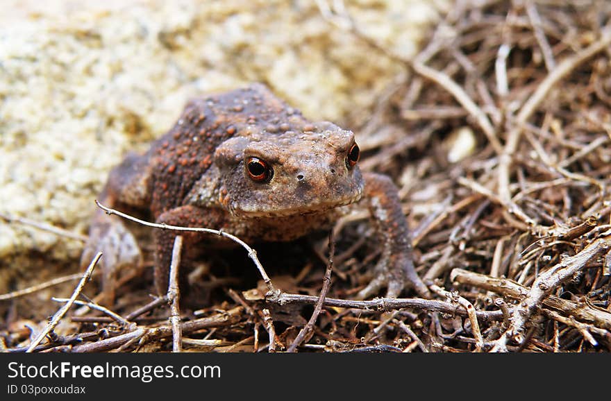 Closeup macro detail of brown frog in forest