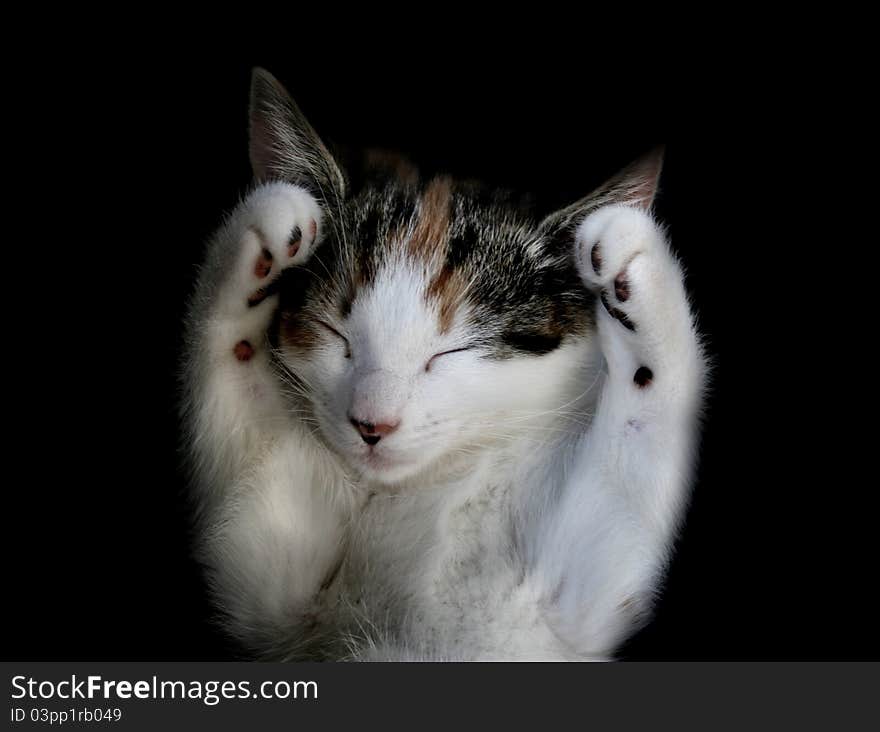 A sleepy kitten stretches her front legs. A sleepy kitten stretches her front legs.