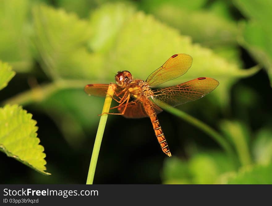 Dragonfly landing on a green stem