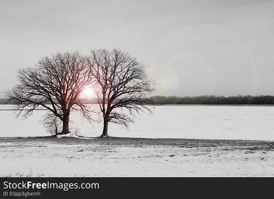 Two winter trees in the snow with a warm glow. Two winter trees in the snow with a warm glow