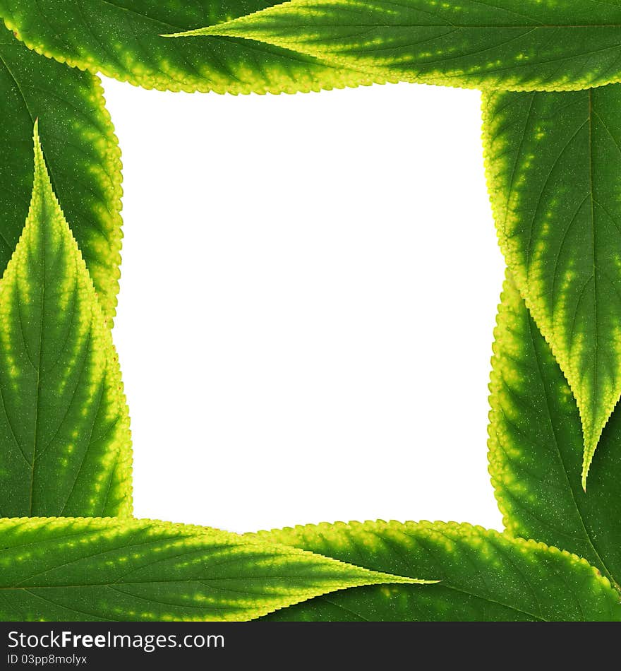 Natural green leaf frame on white