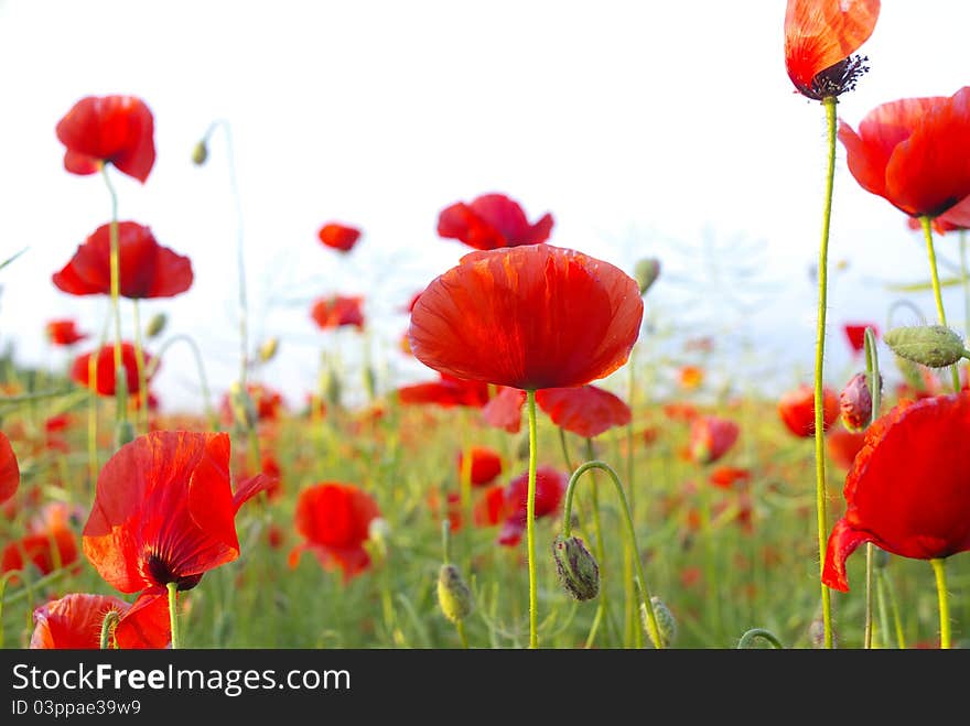 Red poppies on green field, sky and clouds