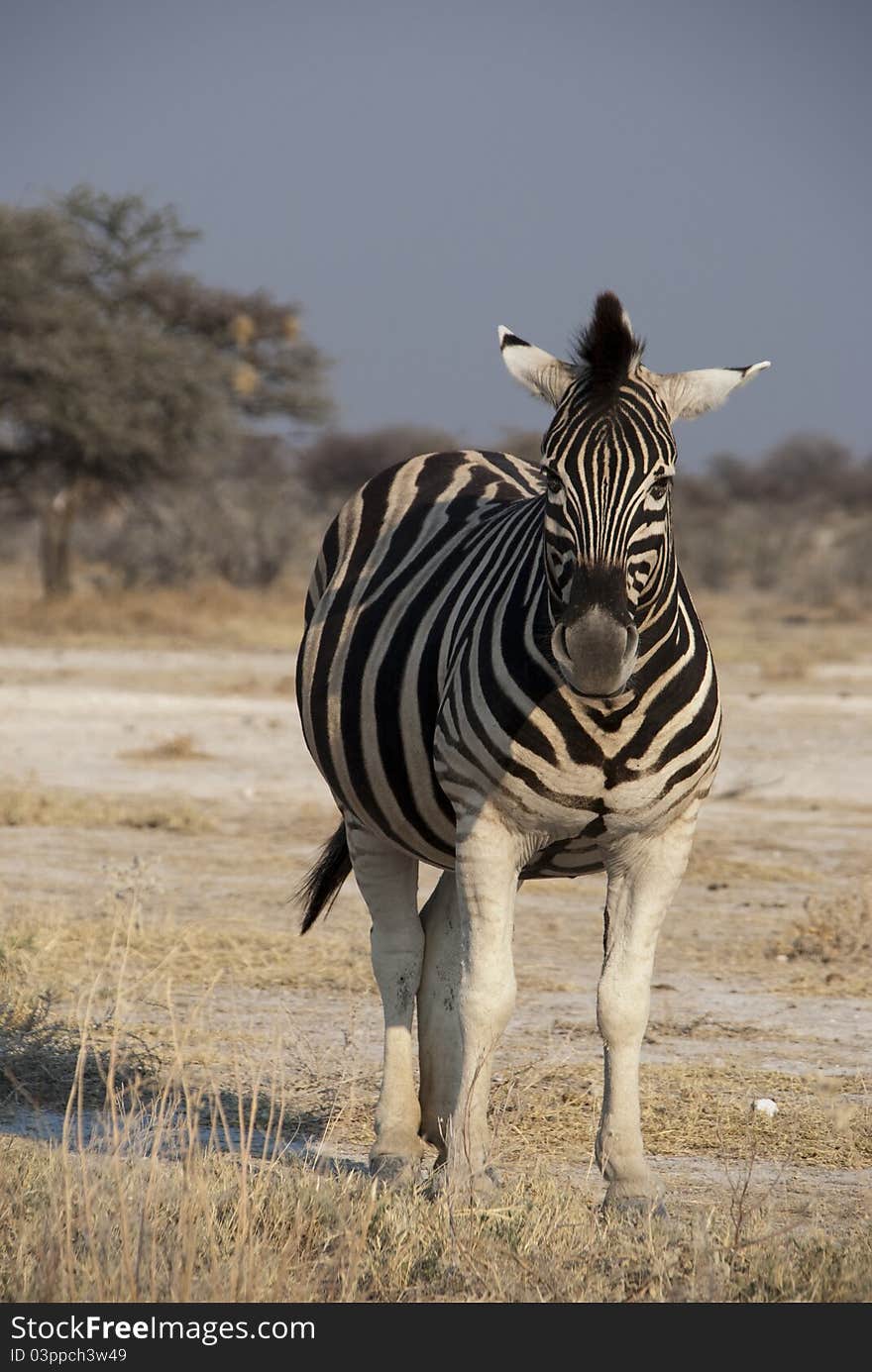 Northern burchells zebra looking towards camera