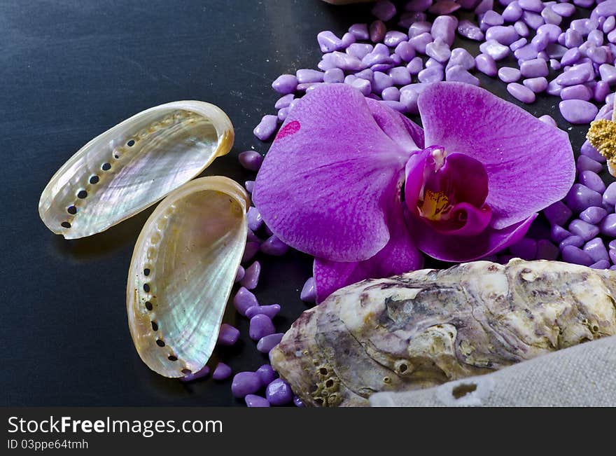 A composition with mussels and orchid. A composition with mussels and orchid