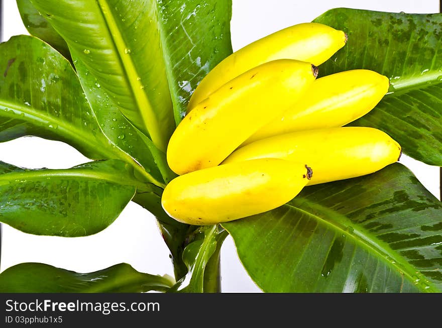 Small bananas to me green banana sheet. Small bananas to me green banana sheet