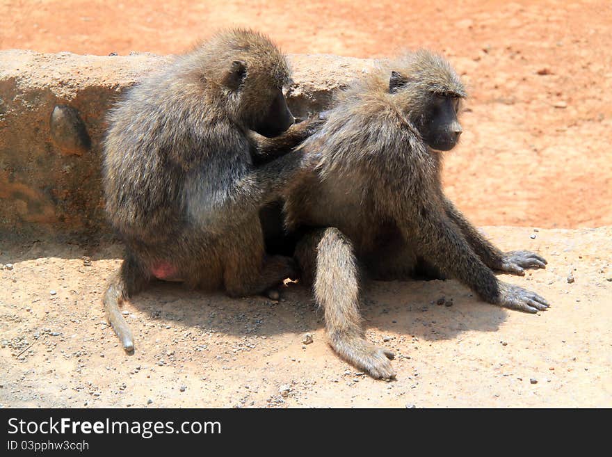 Baboon sratching partner s back