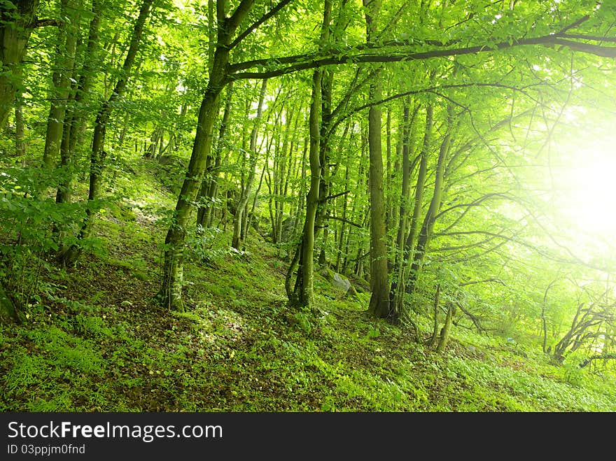 Sunlight in the green forest, spring time