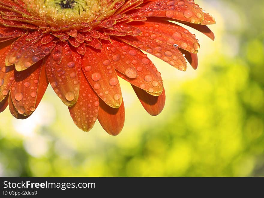 Gerbera Daisy - on green background