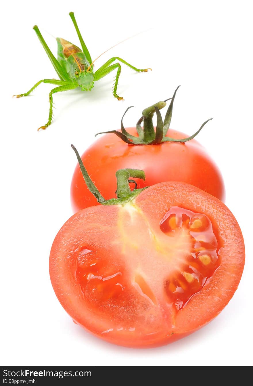 Tomatoes and a grasshopper on a white background. Tomatoes and a grasshopper on a white background