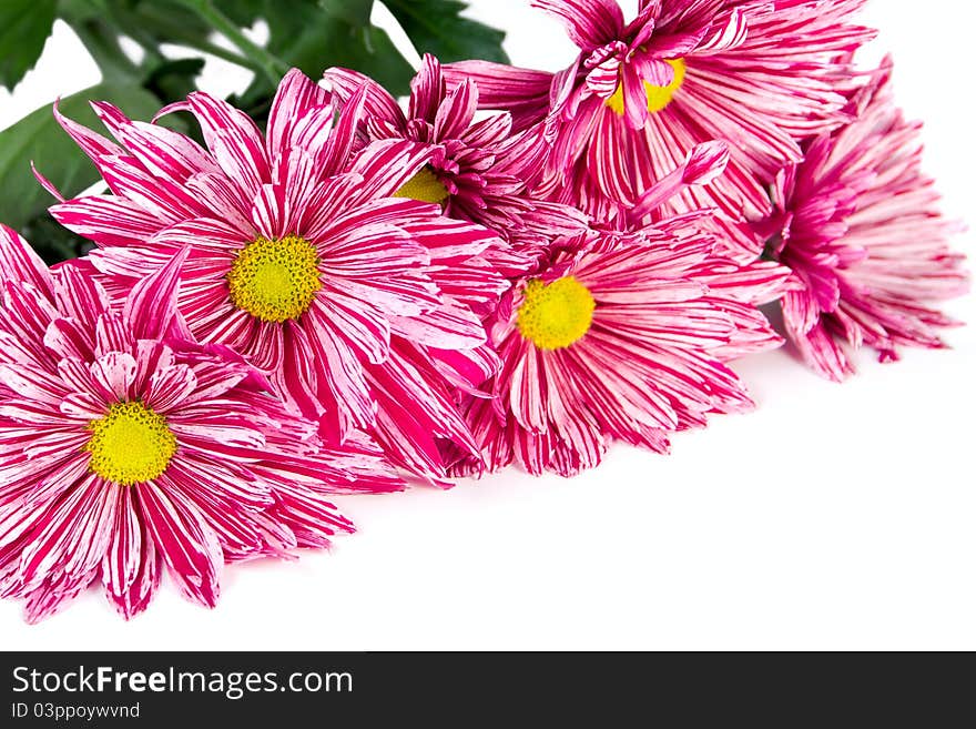 Chrysanthemum flower on white background