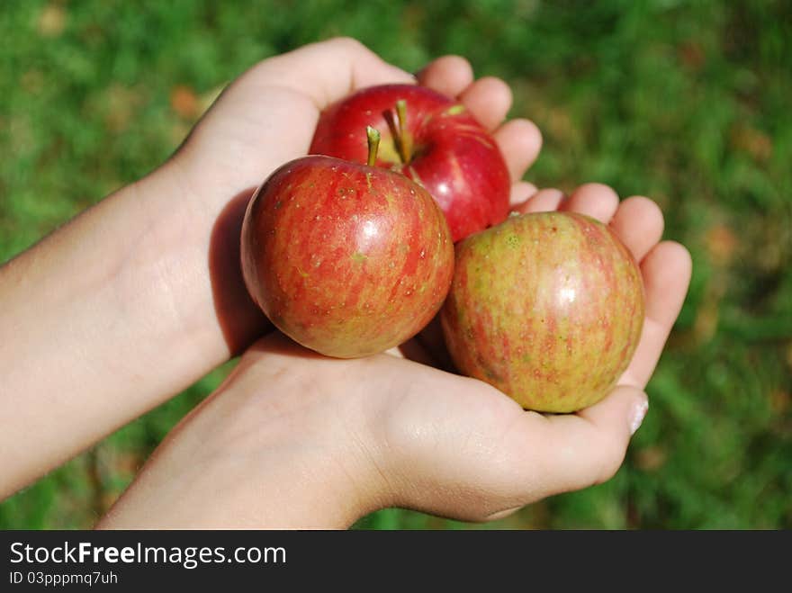 This is a picture of some freshly picked apples. This is a picture of some freshly picked apples.