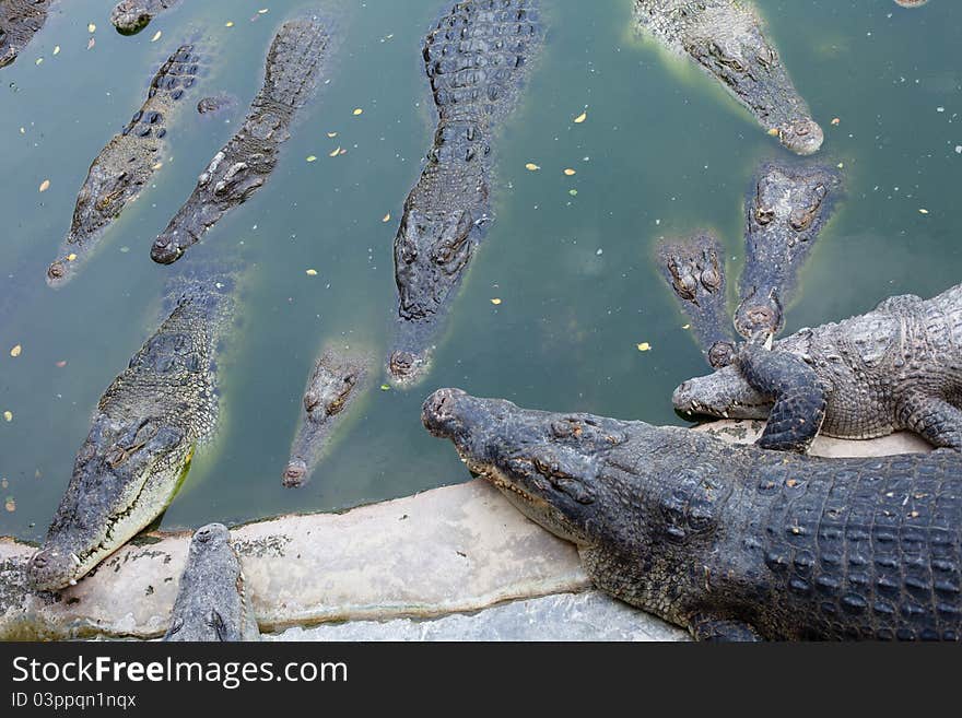 Many crocodiles lie in water, in a bog. Many crocodiles lie in water, in a bog.